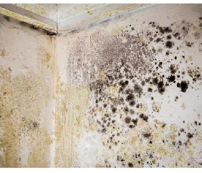 mold growth on walls
