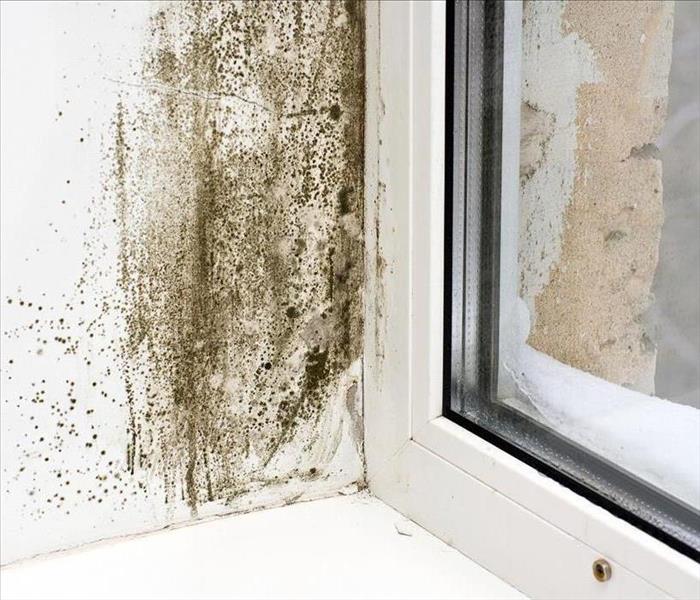 mold on a window sill